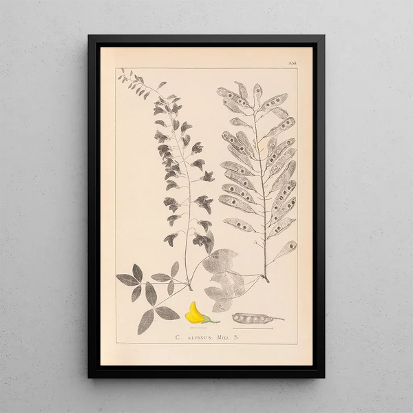 Louis Antoine Cusin - Herbier de la flore franaise Pl0192.webp