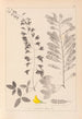 Herbier de la flore française Pl0192 - Louis Antoine Cusin — widok dzieła