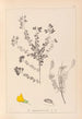Herbier de la flore française Pl0193 - Louis Antoine Cusin — widok dzieła