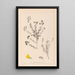 Herbier de la flore française Pl0193 - Louis Antoine Cusin — oprawiony obraz na ścianie