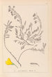Herbier de la flore française Pl0194 - Louis Antoine Cusin — widok dzieła