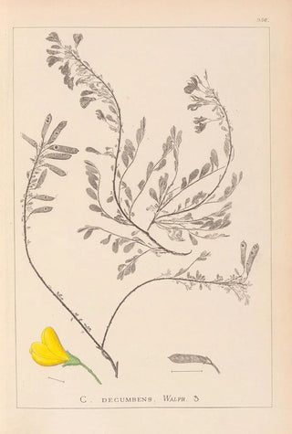 Louis Antoine Cusin - Herbier de la flore franaise Pl0194.webp