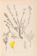 Herbier de la flore française Pl0196 - Louis Antoine Cusin — widok dzieła