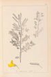 Herbier de la flore française Pl0197 - Louis Antoine Cusin — widok dzieła