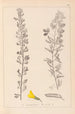 Herbier de la flore française Pl0198 - Louis Antoine Cusin — widok dzieła