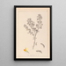 Herbier de la flore française Pl0199 - Louis Antoine Cusin — oprawiony obraz na ścianie