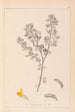 Herbier de la flore française Pl0199 - Louis Antoine Cusin — widok dzieła