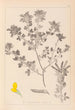 Herbier de la flore française Pl0200 - Louis Antoine Cusin — widok dzieła