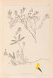 Herbier de la flore française Pl0201 - Louis Antoine Cusin — widok dzieła
