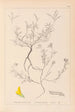 Herbier de la flore française Pl0202 - Louis Antoine Cusin — widok dzieła