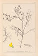 Herbier de la flore française Pl0203 - Louis Antoine Cusin — widok dzieła