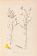 Herbier de la flore française Pl0204 - Louis Antoine Cusin — widok dzieła