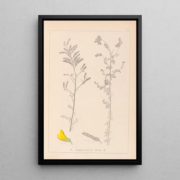 Louis Antoine Cusin - Herbier de la flore franaise Pl0204.webp