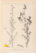 Herbier de la flore française Pl0205 - Louis Antoine Cusin — widok dzieła