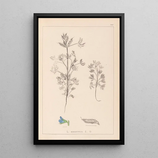 Louis Antoine Cusin - Herbier de la flore franaise Pl0207.webp