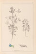Herbier de la flore française Pl0207 - Louis Antoine Cusin — widok dzieła
