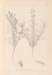 Herbier de la flore française Pl0208 - Louis Antoine Cusin — widok dzieła
