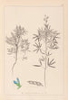 Herbier de la flore française Pl0209 - Louis Antoine Cusin — widok dzieła