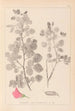 Herbier de la flore française Pl0210 - Louis Antoine Cusin — widok dzieła