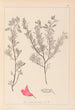 Herbier de la flore française Pl0211 - Louis Antoine Cusin — widok dzieła