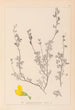 Herbier de la flore française Pl0212 - Louis Antoine Cusin — widok dzieła