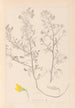Herbier de la flore française Pl0213 - Louis Antoine Cusin — widok dzieła
