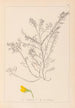 Herbier de la flore française Pl0214 - Louis Antoine Cusin — widok dzieła