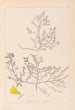 Herbier de la flore française Pl0215 - Louis Antoine Cusin — widok dzieła