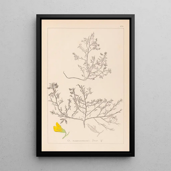 Louis Antoine Cusin - Herbier de la flore franaise Pl0215.webp