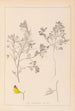 Herbier de la flore française Pl0216 - Louis Antoine Cusin — widok dzieła