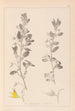 Herbier de la flore française Pl0217 - Louis Antoine Cusin — widok dzieła