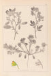 Herbier de la flore française Pl0218 - Louis Antoine Cusin — widok dzieła