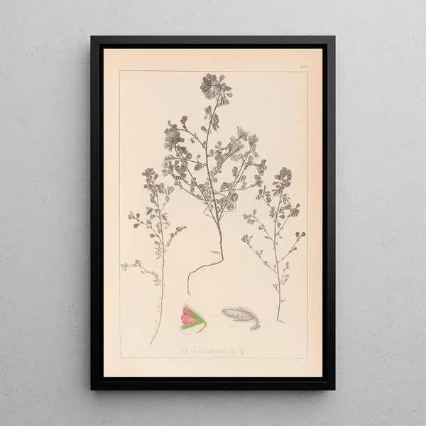Louis Antoine Cusin - Herbier de la flore franaise Pl0220.webp