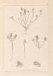 Herbier de la flore française Pl0221 - Louis Antoine Cusin — widok dzieła
