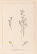 Herbier de la flore française Pl0222 - Louis Antoine Cusin — widok dzieła