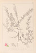 Herbier de la flore française Pl0223 - Louis Antoine Cusin — widok dzieła