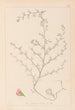 Herbier de la flore française Pl0224 - Louis Antoine Cusin — widok dzieła