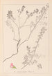 Herbier de la flore française Pl0225 - Louis Antoine Cusin — widok dzieła