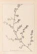 Herbier de la flore française Pl0226 - Louis Antoine Cusin — widok dzieła