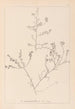 Herbier de la flore française Pl0227 - Louis Antoine Cusin — widok dzieła