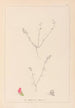 Herbier de la flore française Pl0228 - Louis Antoine Cusin — widok dzieła