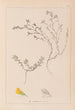 Herbier de la flore française Pl0229 - Louis Antoine Cusin — widok dzieła