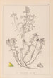 Herbier de la flore française Pl0231 - Louis Antoine Cusin — widok dzieła