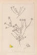 Herbier de la flore française Pl0232 - Louis Antoine Cusin — widok dzieła
