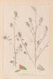 Herbier de la flore française Pl0233 - Louis Antoine Cusin — widok dzieła