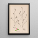 Herbier de la flore française Pl0233 - Louis Antoine Cusin — oprawiony obraz na ścianie