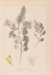 Herbier de la flore française Pl0234 - Louis Antoine Cusin — widok dzieła