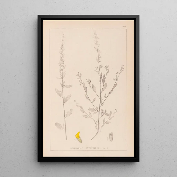 Louis Antoine Cusin - Herbier de la flore franaise Pl0235.webp