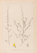Herbier de la flore française Pl0235 - Louis Antoine Cusin — widok dzieła