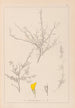 Herbier de la flore française Pl0236 - Louis Antoine Cusin — widok dzieła
